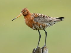limosa_ limosa.jpg